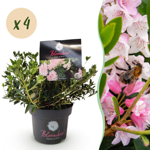 Rhododendron Bloombux rose clair - Rhododendron nain - H 30-40 cm, pot Ø17 cm