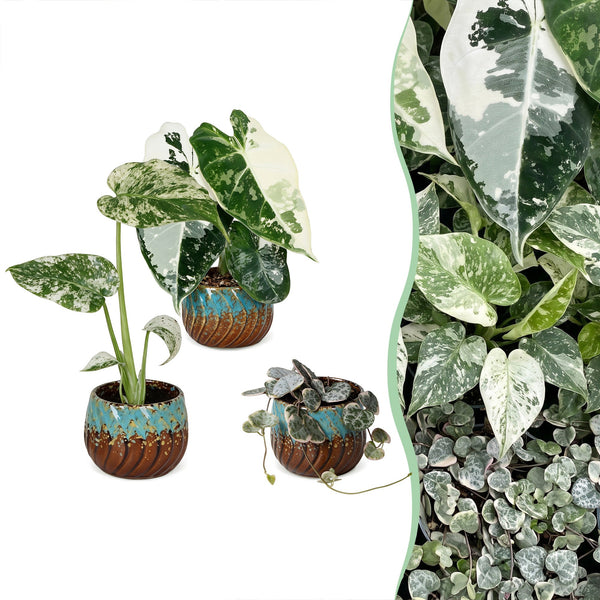 Baby Variegata avec cache-pots cuivre - Alocasia, Monstera et Ceropegia panachés - lot de 3 ou 6 - pot Ø6 cm