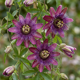 Passiflore Victoria - Passiflora - H 35 cm, pot Ø9 cm - photo 3