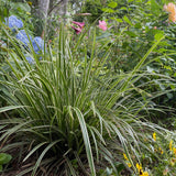 Carex Ice Dance - 2 plants - H 50 cm, pot Ø17 cm