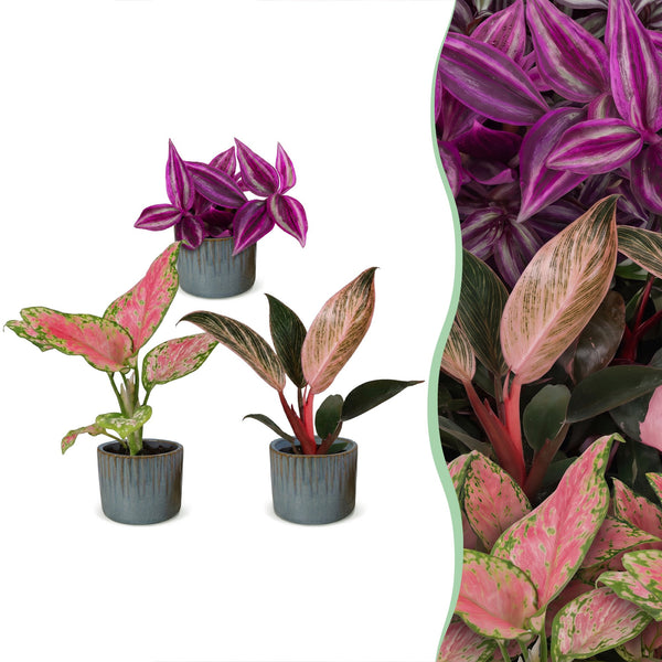 Baby Paradise avec cache-pots Linnea bleu brume - Tradescantia, Philodendron et Aglaonema - lot de 3 ou 6 - pot Ø6 cm - photo 6