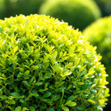 Green boutiQ - Buxus-Kugel - BetterBuxus Skylight - Resistent gegen Buchsbaum-Krankheit - 1 Pflanze - Topf 23cm Kugel 25cm