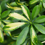 Green boutiQ - Zimmerpflanzen - Schefflera Gold Capella - Strahlenaralie - Pflegeleicht - Grün - Gold - 1 Pflanze - mit Übertopf Grau - Topf 21cm - Höhe 70-80cm