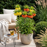 Green boutiQ - Zwiebelblumen - Fritillaria Imperialis Mix - Farbe Gelb und Orange - 3 Stück - Zwiebelgröße 18/20 - XXL Pack