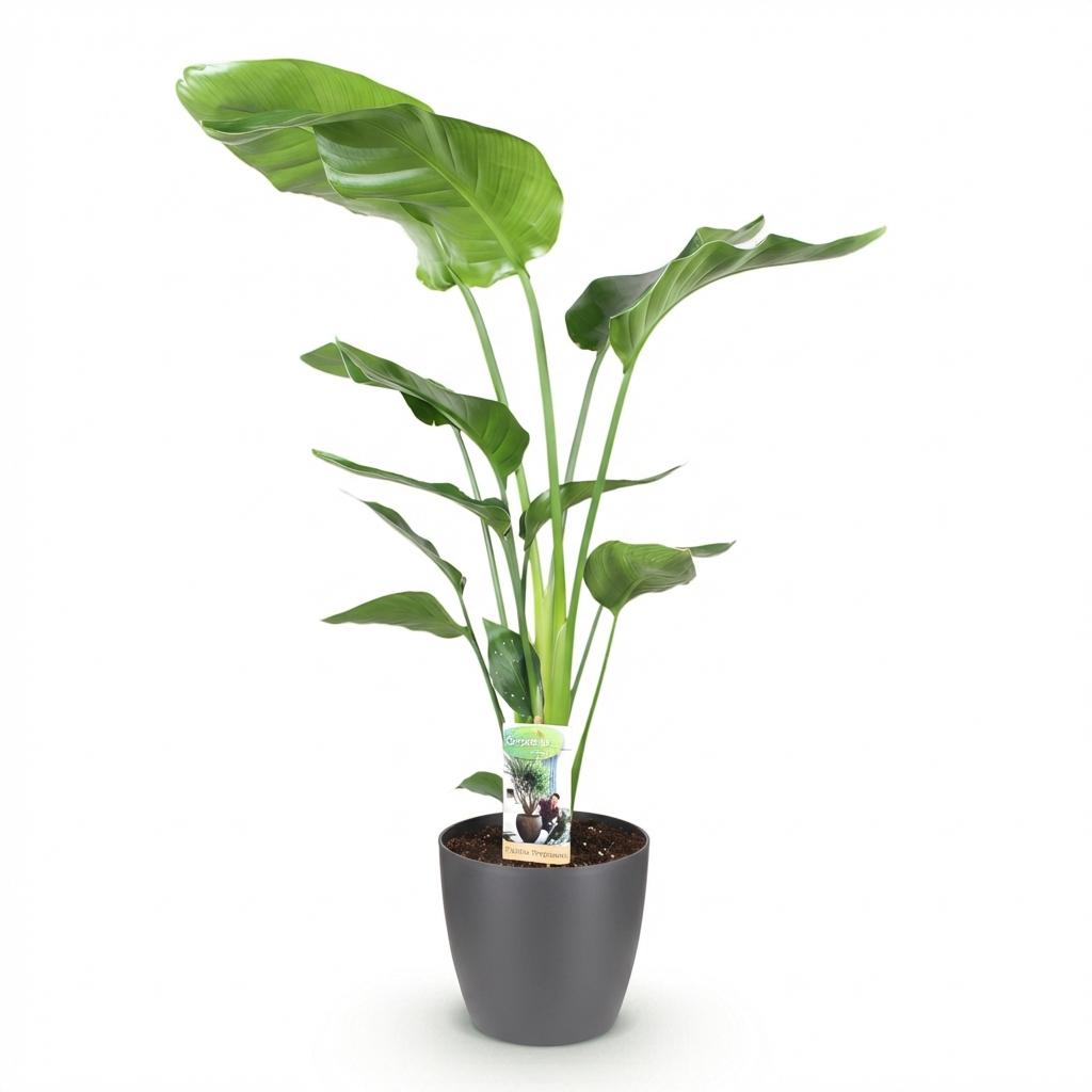Green BoutiQ - Zimmerpflanzen - Strelitzia Nicolai - Paradiesvogelblume - Pflegeleicht - Grün - 1 Pflanze - mit Topf Grau - Topf 21cm - Höhe 110-120cm
