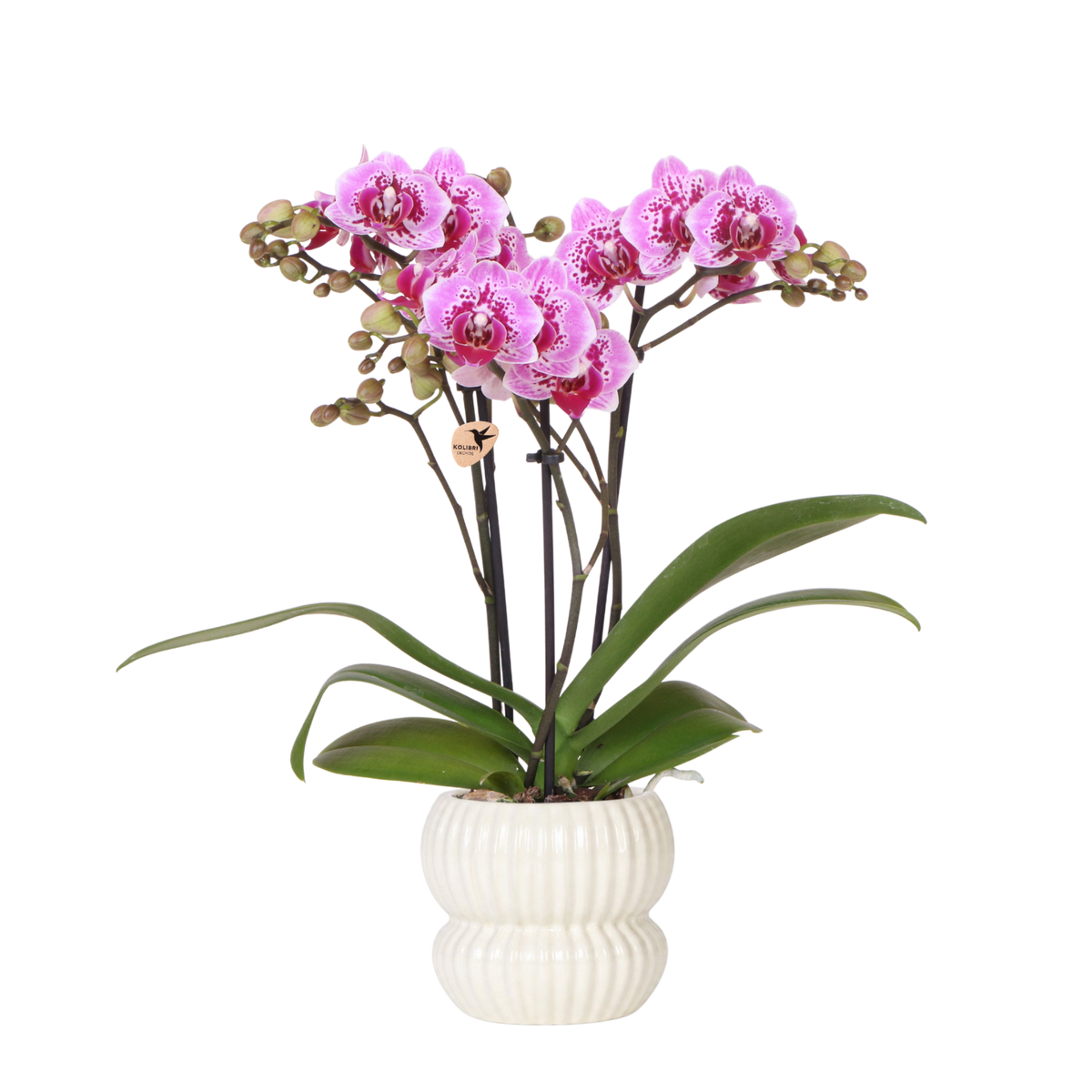 Orchidée Phalaenopsis rose et violette Diamond El Salvador avec cache-pot Horizon blanc
