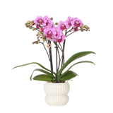 Orchidée Phalaenopsis rose et violette Diamond El Salvador avec cache-pot Horizon blanc