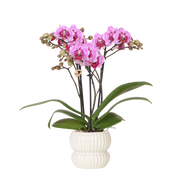 Orchidée Phalaenopsis rose et violette Diamond El Salvador avec cache-pot Horizon blanc