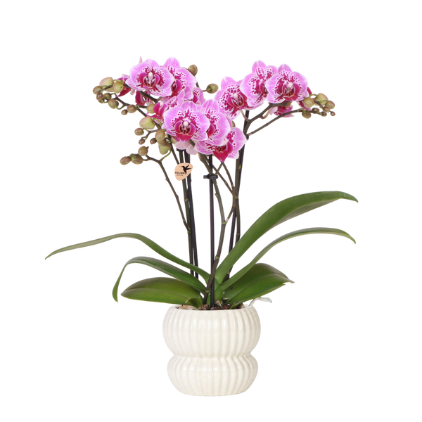 Orchidée Phalaenopsis rose et violette Diamond El Salvador avec cache-pot Horizon blanc