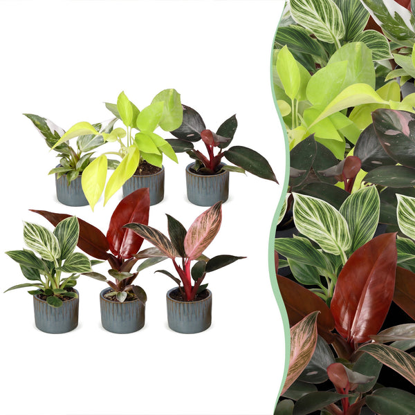 Baby Philodendron - lot de 6 mini plantes avec cache-pots Linnea bleu brume