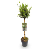 Groen boutiQ - Tuinplant - Euonymus fortunei Emerald Gaiety - Plant op stam - Terras Plant - Bladhoudend - Weinig Onderhoud - Pot 19cm Hoogte 90cm