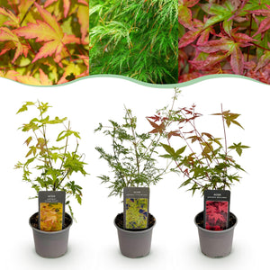 Acer palmatum Tricolour – Lot de 3 – Pot 12 cm