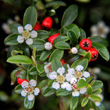 Cotonéaster rampant dammeri en godet - Cotoneaster dammeri - H 10-25 cm, pot Ø9 cm - photo 6