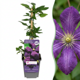 Clématite Étoile Violette - 1 plant