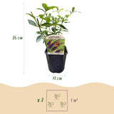 Groen boutiQ - Vlinderstruik - Buddleja davidii Empire Blue- Bloem Blauw - 1 Plant - Bladverliezend - Vlinderlokkend -  Pot 17cm Hoogte 25cm