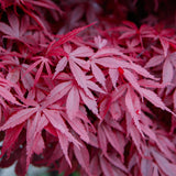 Groen boutiQ - Terrasplant - Japanse Esdoorn - Acer palmatum Skeetsers Broom - Paars - 2 Planten - Bladverliezend - Pot 19cm Hoogte 70cm
