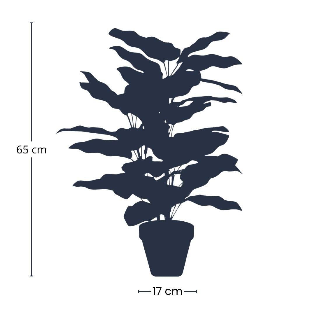Calathea Makoyana en Pot plante artificielle