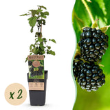 Mûrier sans épines Black Satin - H 50 cm, pot Ø15 cm