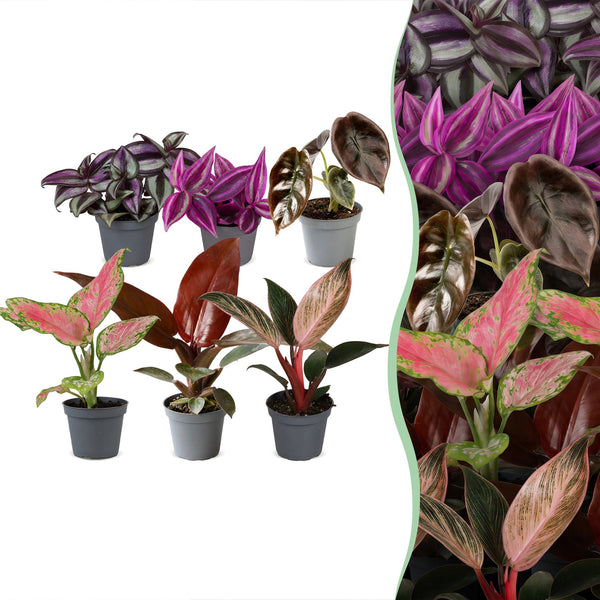 Baby Paradise - Tradescantia, Philodendron et Aglaonema - lot de 3 ou 6 - pot Ø6 cm - photo 6