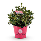 Rhododendron Bloombux magenta - Rhododendron nain - H 45-55 cm, pot Ø23 cm - photo 2