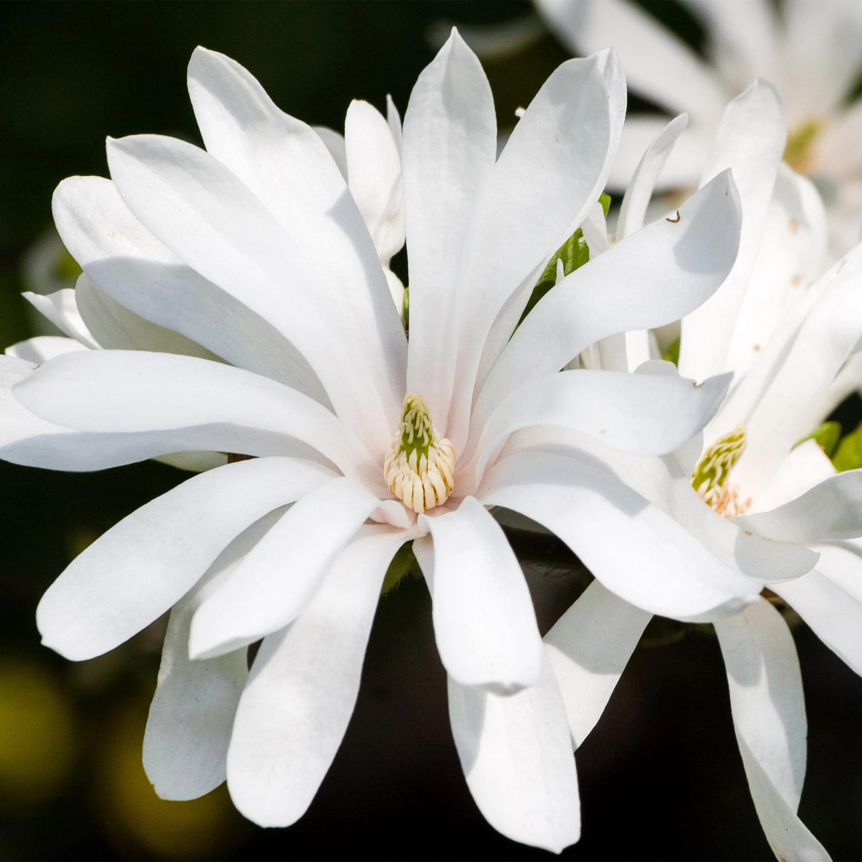 Magnolia stellata Royal Star – Pot 12 cm – Hauteur 30 cm