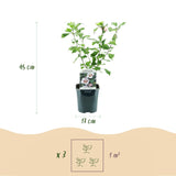 Green boutiQ - Gartenpflanze - Hibiscus syriacus Hamabo - Garten-Hibiskus - Winterhart - Weiß - Rosa - 3 Pflanzen - Topf 17cm - Höhe 45cm
