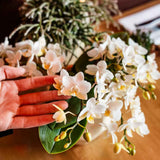 Orchidées Phalaenopsis blanches Botanic Nazare en coupe Oyster - bouquet de 3
