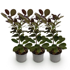 Cotinus coggygria Royal Purple – Lot de 3 – Pot 12 cm