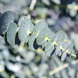 Groen boutiQ - Terrasplant - Eucalyptus boom - Eucalyptus gunni  - Grijs - 6 Planten - Winterhard - Pot 17cm Hoogte 40cm