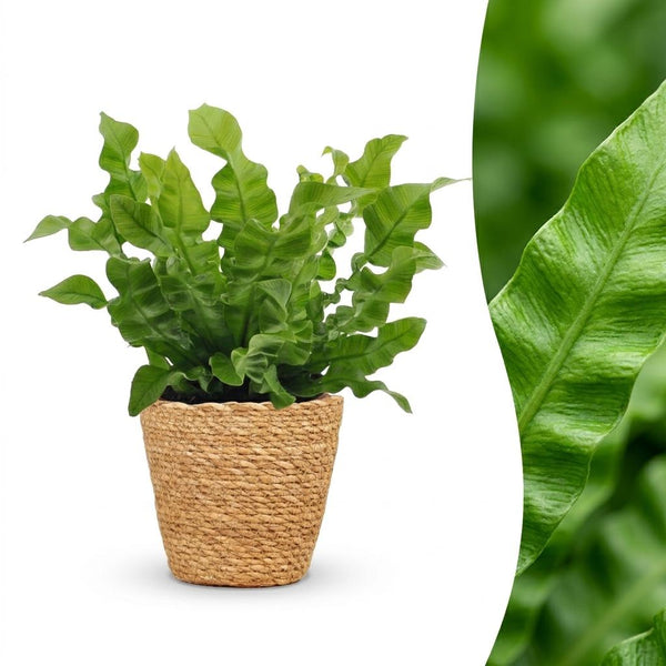 Asplenium nidus Crispy Wave - Fougère nid d'oiseau - 1 plante - Panier en jonc de mer