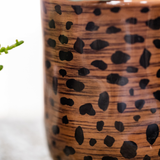 Coffret orchidée orange Mineral Bolzano et succulente - cache-pots léopard et plateau - H 40 cm
