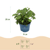 Hortensia Summer Love rouge - Hydrangea Endless Summer - H 20-25 cm, pot Ø14 cm - photo 5