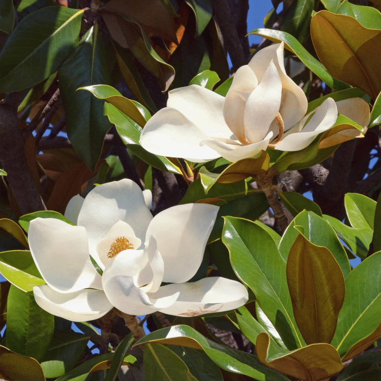 Magnolia grandiflora – Lot de 1 – Pot 12 cm – Hauteur 30 cm