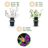 Buddleia Black Knight - H 45 cm, pot Ø17 cm