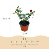 Green boutiQ - Gartenrose - Rosa Rote The Fairy - Rose - Winterhart - Rot - 1 Pflanze - Topf 12cm - Höhe 20-25cm