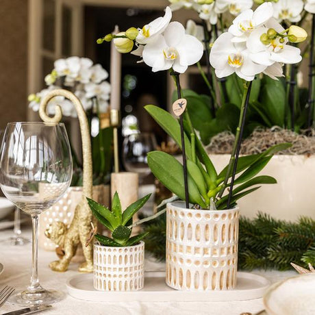 Set Le Chic – Orchidée Phalaenopsis Amabilis blanche & Succulent | Plateau organique crème