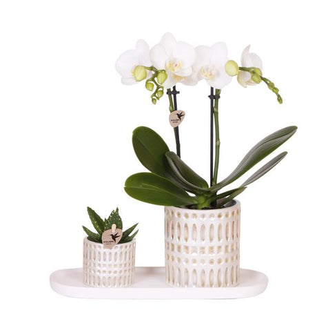 Set Le Chic – Orchidée Phalaenopsis Amabilis blanche & Succulent | Plateau organique crème