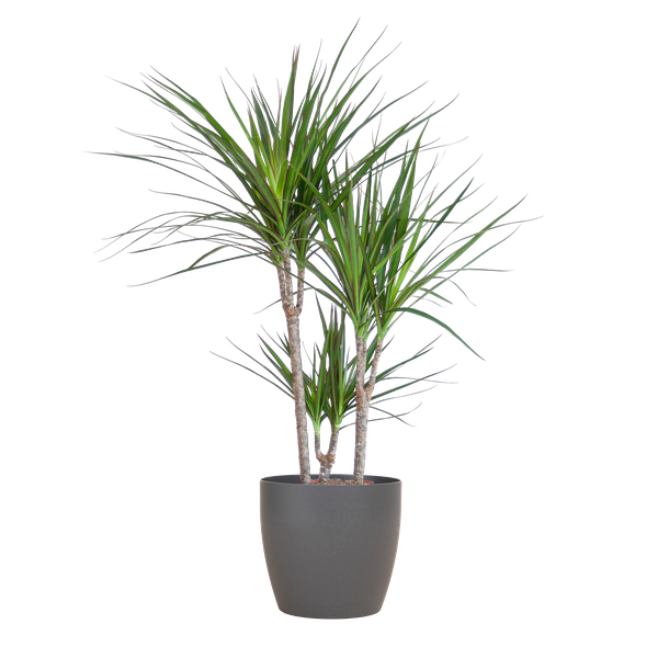 Drachenbaum Marginata mit Viber Topf grau - 95cm - Ø21