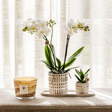 Kolibri-Unternehmen | Pflanzenset Le Chic klein | Witte Phalaenopsis Orchidee Amabilis in Sukkulente inkl. Keramieken Sierpotten op Cream Organic Dienblad