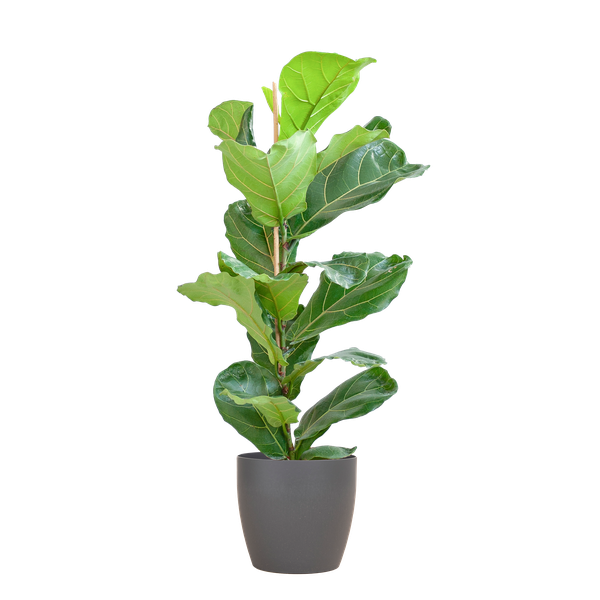 Ficus Lyrata mit grauem Viber-Topf - 80cm - Ø21