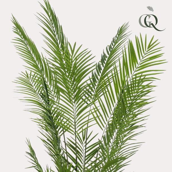 Kunstplanten - Areca Lutescens - Goldpalme - 240cm
