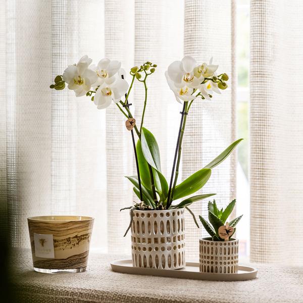 Kolibri-Unternehmen | Pflanzenset Le Chic klein | Witte Phalaenopsis Orchidee Amabilis in Sukkulente inkl. Keramieken Sierpotten op Cream Organic Dienblad