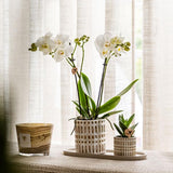 Kolibri-Unternehmen | Pflanzenset Le Chic klein | Witte Phalaenopsis Orchidee Amabilis in Sukkulente inkl. Keramieken Sierpotten op Cream Organic Dienblad