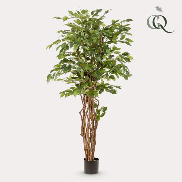 [NL: Ficus Liana artificiel h170cm]