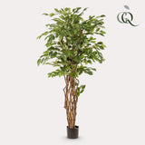 [NL: Ficus Liana artificiel h170cm]