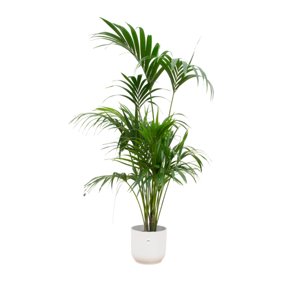 Combideal - Kentiapalm inclusief Vibes Fold Round wit Ø30 - 180 cm