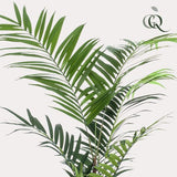 Kunstplant - Kentia - Kentiapalm - 210cm