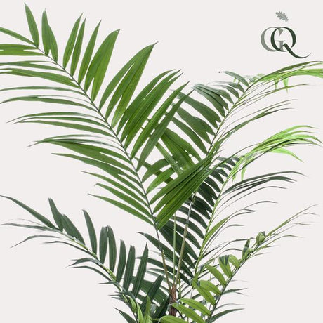 Kentia plante artificielle