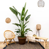 Strelitzia Augusta multistam XXL - 225 cm - ø40