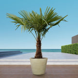 Trachycarpus – 235 cm – Ø45